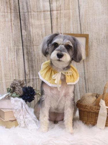 20241020パピコくん